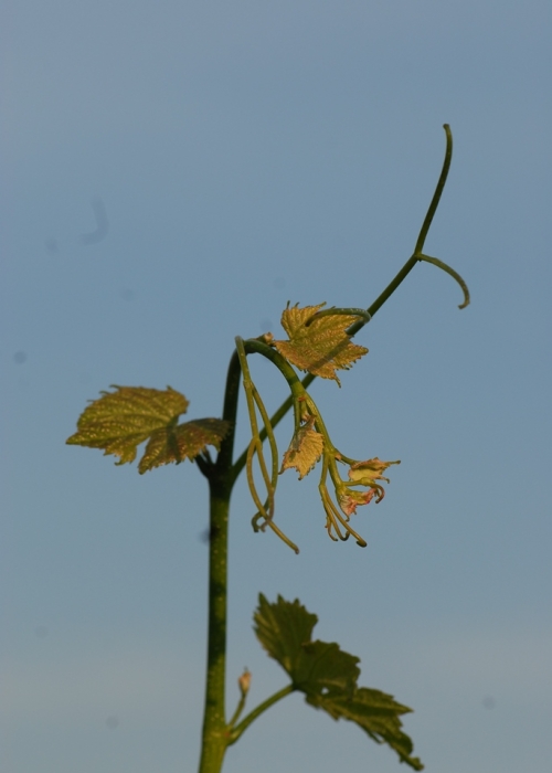 Triebspitze Saphira